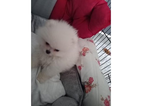 Pomeranian teacup erkek