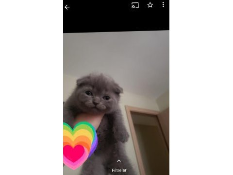 Safkan british ve scottish fold