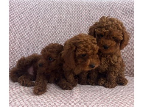 Minik kore poodle