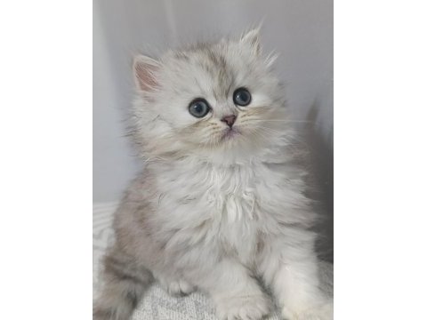 Dişi yavru chinchilla