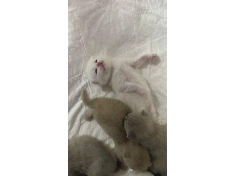 30 günlük scottish fold yavrular sütten kesilince