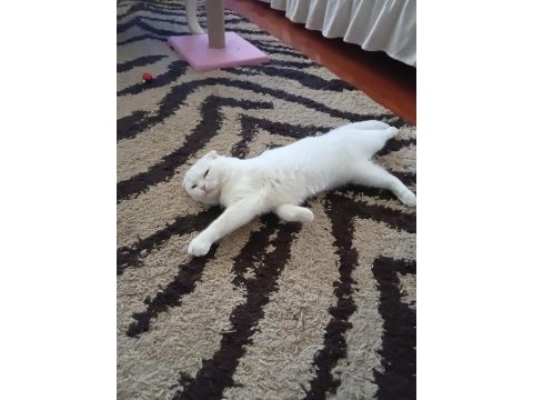 Scottish fold kedimize eş arıyoruz