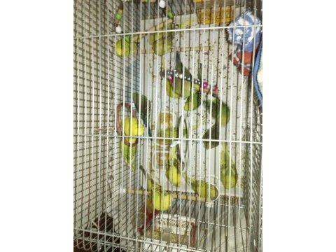 Yavru jumbo muhabbet kuşu