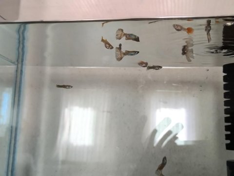 11 adet yerli lepistes uygun verilecektir