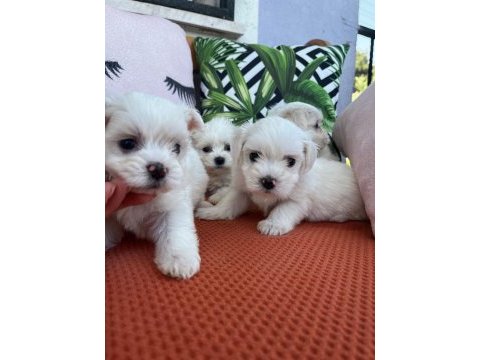 Kar beyazı terrier yavrularımız