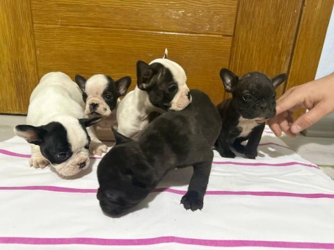 French bulldog yavrularımız tekrardan sizlerle