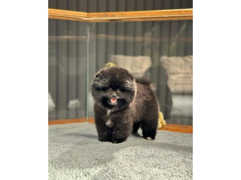Nadir renk, oyuncu yavru pomeranian