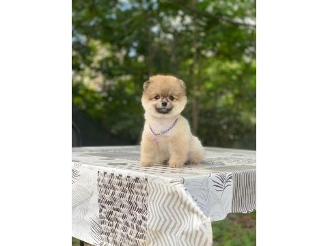 Güzel pomeranian çocuklar