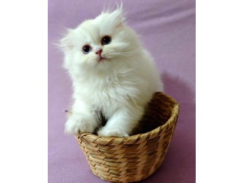 Scottish fold bebeklerimiz yuvalarını arıyor