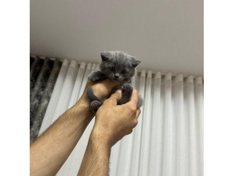 1 mayıs doğumlu british shorthair bebekler