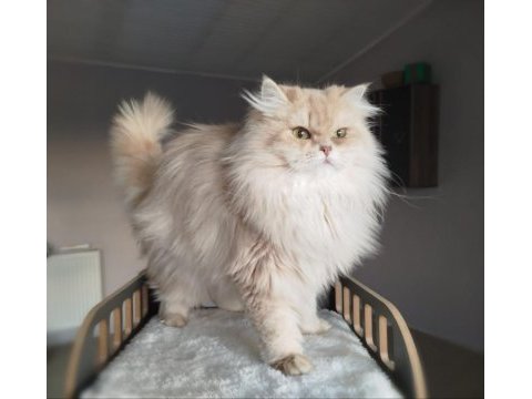 British longhair yetişkin dişi