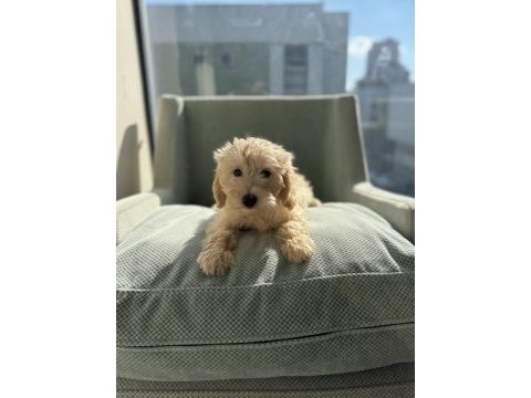 Safkan ırk garantili maltipoo bebek