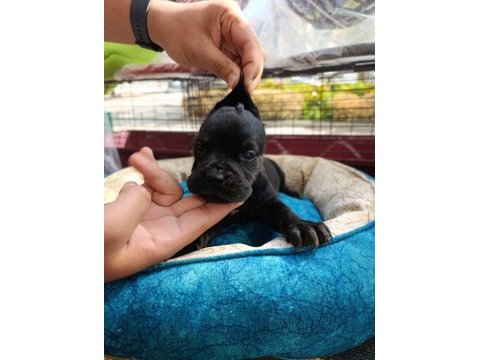 Cane corso köpeği yavrularımız