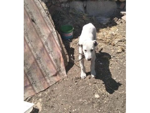 2 tane akbaş erkek yavrular