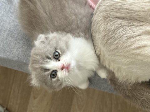 Bicolor dişi safkan lilac rengi scottish fold
