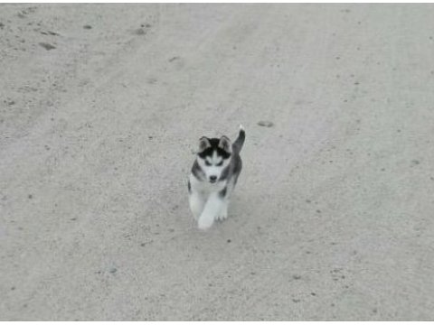 Safkan 2 aylık sibirya kurdu yavrular