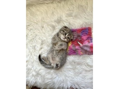 2 aylık scottish fold yavrular