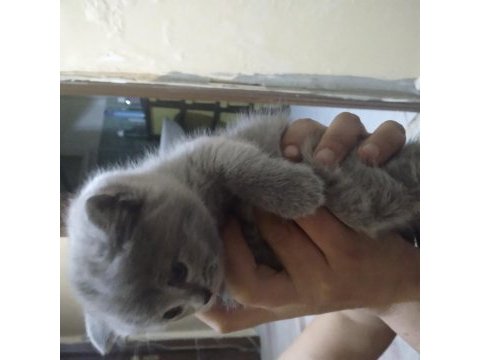 Saf kan 2 aylik yavru kediler evinizin neşesi olacak
