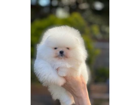 Pomeranian boo bebek yüz dişi yavrumuz