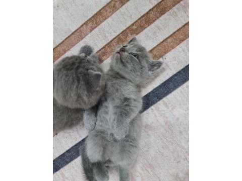 British ve scottish kedi