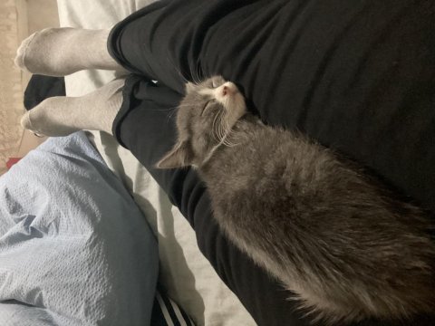 Tatlış bir prenses kedimiz