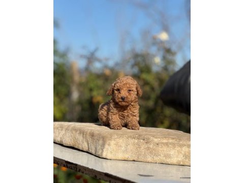 Güzeler güzeli poodle bebekler