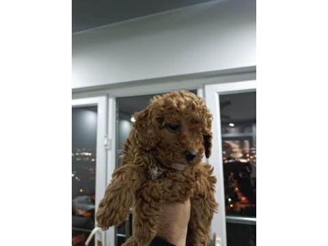 Toy poodle yavruları