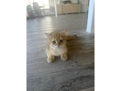 Golden british shorthair safkan 3 aylık