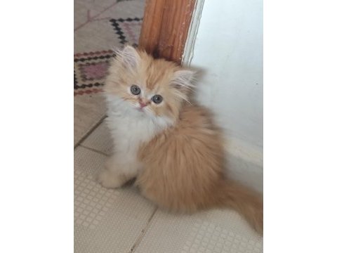 2 aylık safkan iran yavrularım yeni yuva arıyor