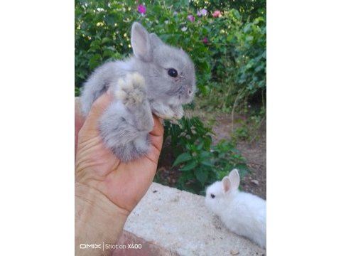 Sevimli safkan cüce tavşan yavruları