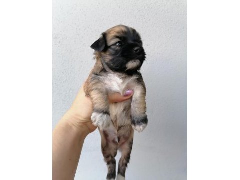 Çok sevimli mınnaklar maltipoo