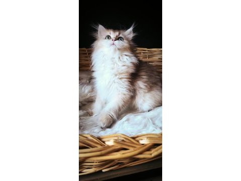 3 buçuk aylık dişi british longhair