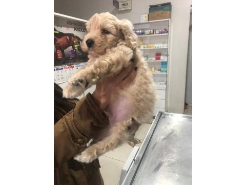 Apricot toy poodle erkek