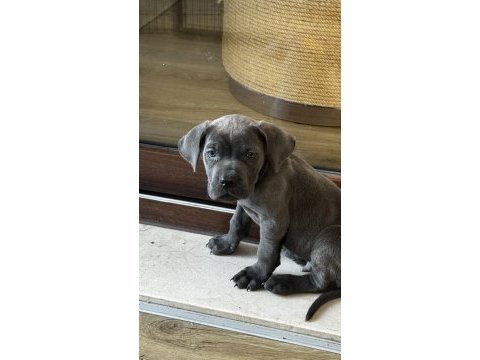 Blue cane corso erkek 2 aylık