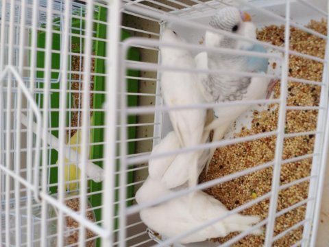 Minik muhabbet kuşu yavrular yeni sahiplerini arıyor