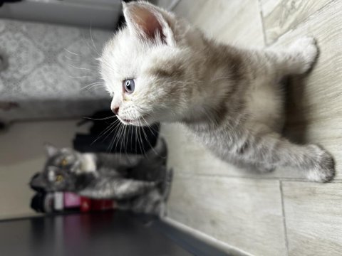Scottish fold safkan