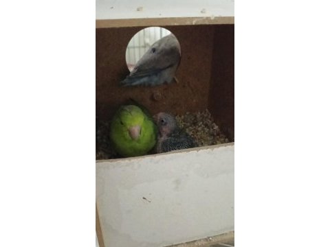 Yavrusuyla beraber sağlıklı takım forpus
