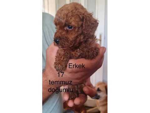 Toy poodle bebekler iki aylık