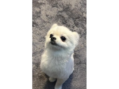 Pomeranian yavrumuza yuva arıyoruz