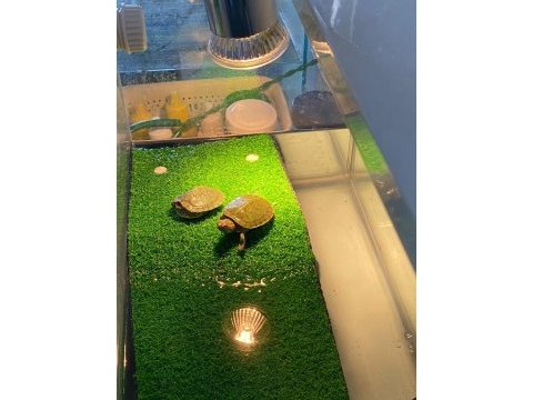 Küçük minik su kaplumbağaları