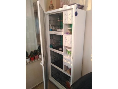 Kafes ve jumbo çift isteyene ve heveslisine muhabbet kuşlar