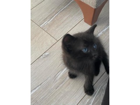 50 günlük 6 yavru kedimiz 2 dişi ve 4 erkek