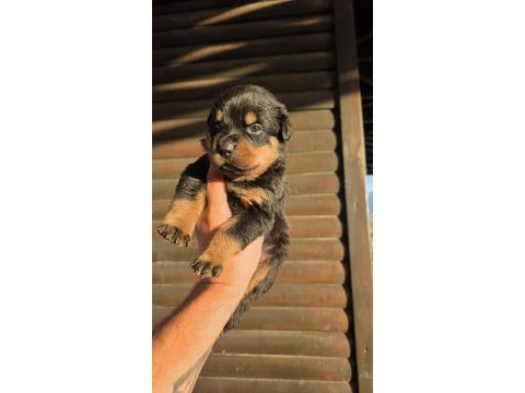 Rottweiler yavrular 6 adet