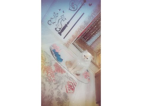 British shorthair beyaz