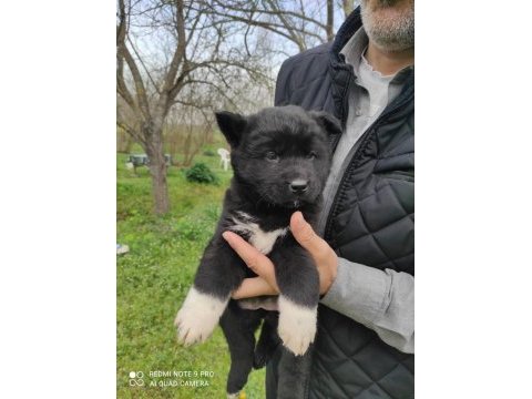 Amerikan akita yavrumuz yeni sahibini arıyor