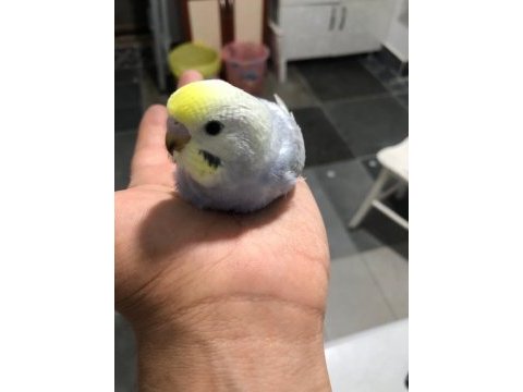 Mor rainbow muhabbet kuşu yavrular