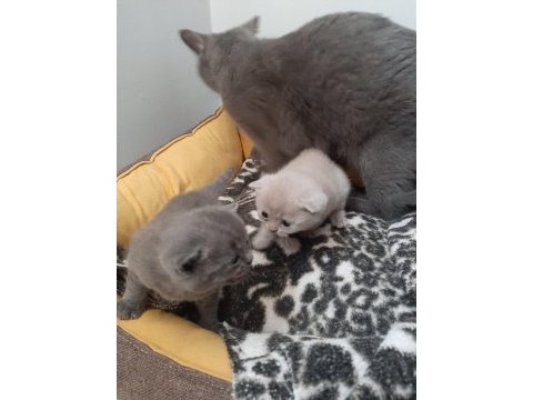 1.6.23 doğumlu british shorthair yavrularımız