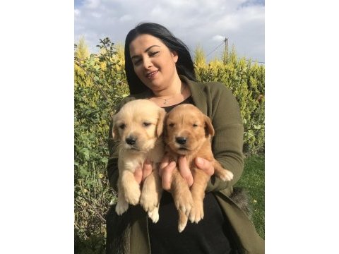 Safkan golden retriever yavrularım