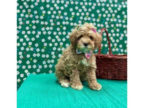 Mini tüy dökmez maltipoo yavrular 