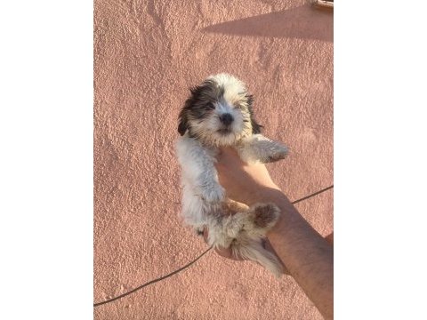 A kalite shih tzu yavrular